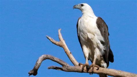 Get To Know The Majestic White Bellied Sea Eagle The Courier Mail