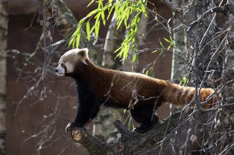 Red Panda Zoo Habitat