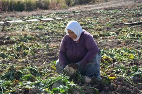 Taytak Ankara Da Kundura Afyon Da Tarlada S Yaset Afyon T Rkeli