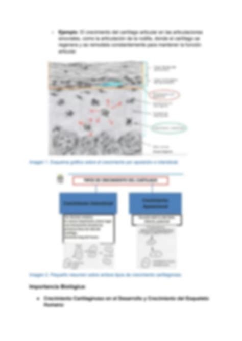 SOLUTION Informe Sobre Los Tipos De Crecimiento Cartilaginoso Y Sus