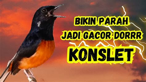 KONSLET PANCINGAN MURAI BATU GACOR Sekali Dengar Murai Batu Gacor