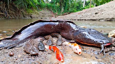 Menemukan Ikan Lele Dalam Lubang Ikan Koi Ikan Cupang Ikan Channa