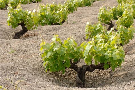 Cantine Pantelleria Visita E Degustazione Vini Donnafugata