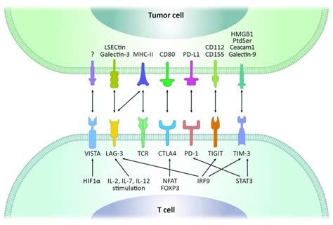 Various Types Of Immune Checkpoint Receptors And Ligands And Their