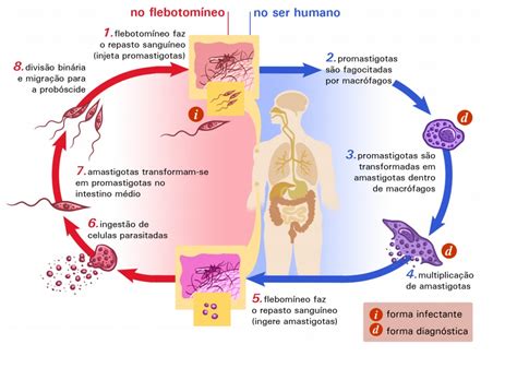 Ciclo Leishmaniose Imunologia