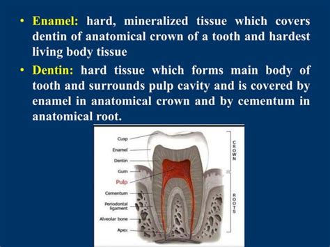 Dental Anatomy Introduction For Bds First Year Students Ppt