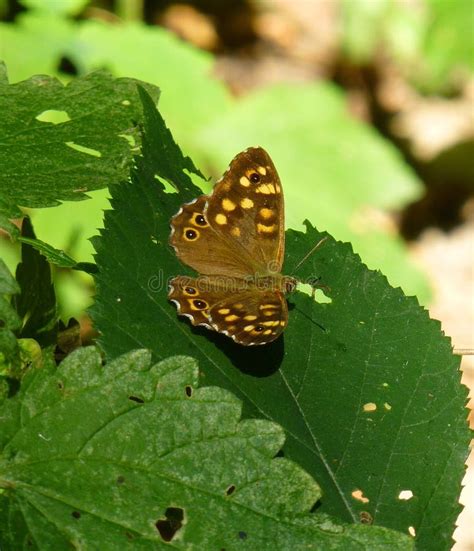 Borboleta De Madeira Salpicada Que Senta Se Na Folha De Uma Planta