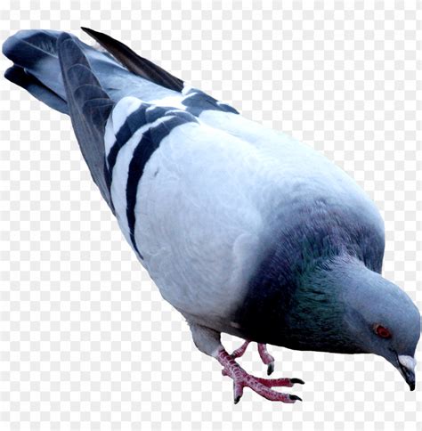 Detail Pigeons Png Koleksi Nomer