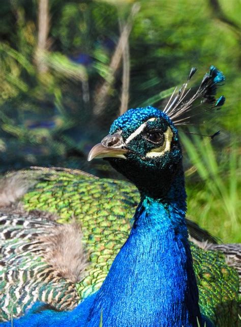 Peacock Bird Nature Free Photo On Pixabay Pixabay