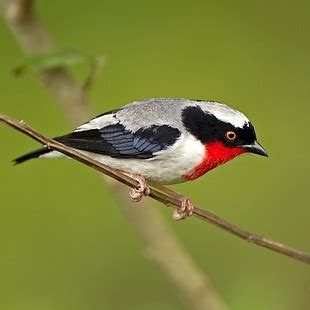 Thraupidae | WikiAves - A Enciclopédia das Aves do Brasil