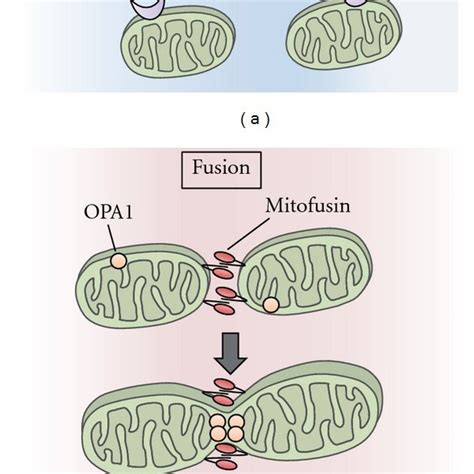 Mitochondrial Fission And Fusion A Mitochondrial Fission Is Driven Download Scientific