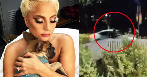 Lady Gaga Video Muestra Ataque Y Robo Al Paseador De Perros De La Cantante Espectáculos La