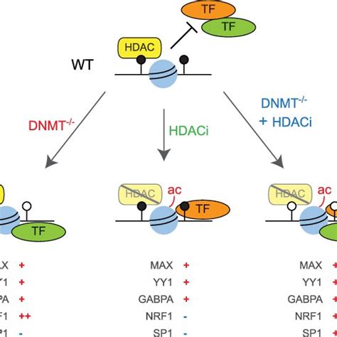 Summary Model Illustrating Impact Of Dna Methylation And Hdac