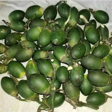 Jual Buah Pinang Segar Jambe Muda Segar Alami 1 Kg Buah Jambe Pinang