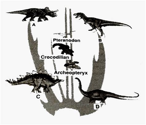 Significance Of Family Tree Of Dinosaurs In Ncert, HD Png Download ...