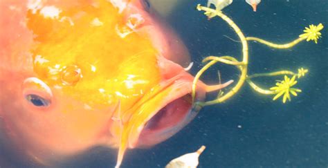 Baby Koi A Fry Guide — Koi Story