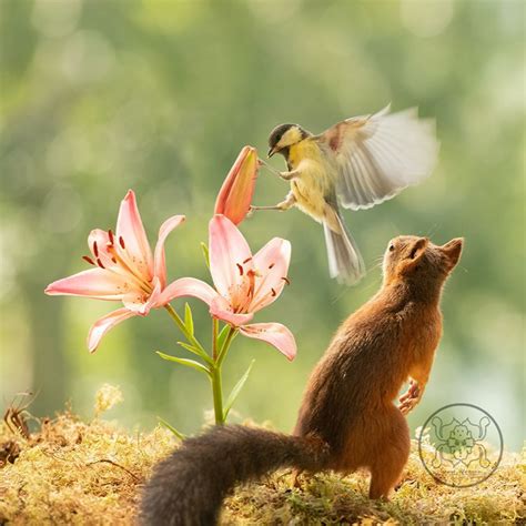 Adorable And Playful Squirrels In Action Captured By Geert Weggen