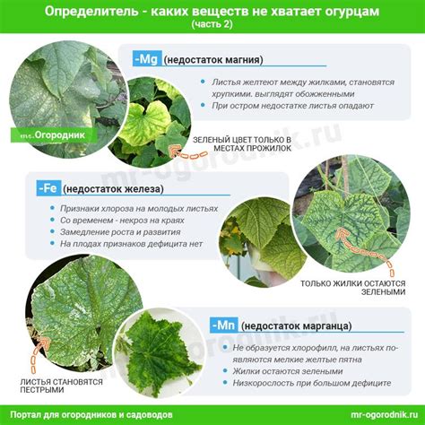 Чем подкормить огурцы в открытом грунте и теплице - схемы