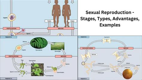 Sexual Reproduction Stages Types Advantages Examples Biology