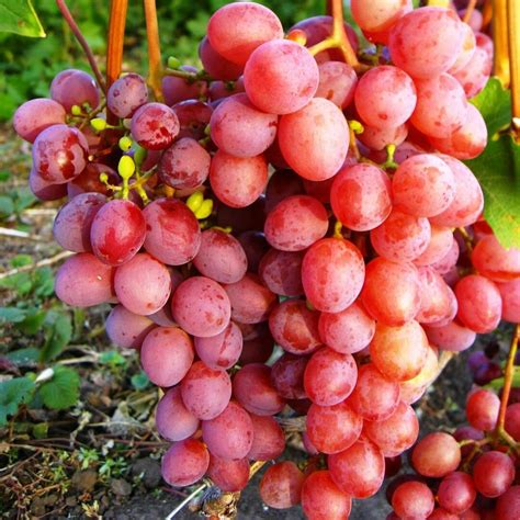 Саженцы винограда — купить по низкой цене на Яндекс Маркете
