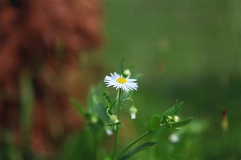 Flor Relva Verde Foto Gratuita No Pixabay Pixabay