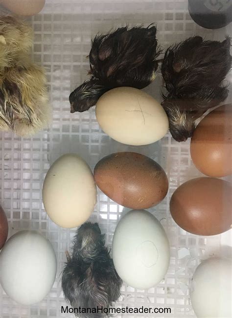 Baby Chicks Hatching In Incubator