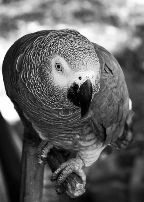 Performing Parrot Smithsonian Photo Contest Smithsonian Magazine