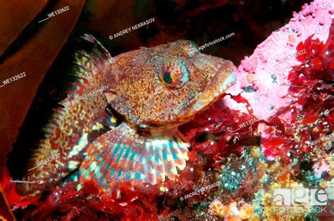 Shorthorn Sculpin Short Spined Sea Scorpion Bull Head Stock Photo