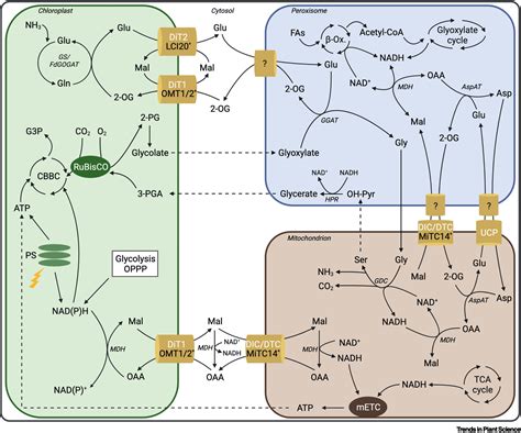 Physiological Functions Of Malate Shuttles In Plants And Algae Trends