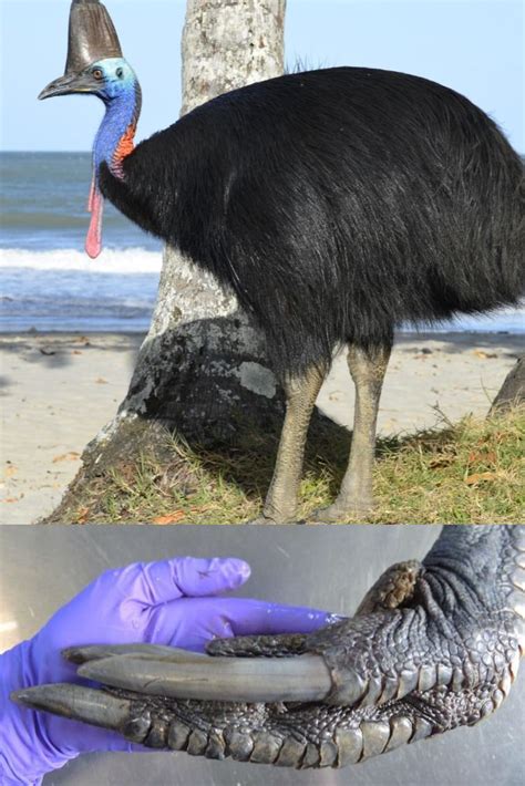 The Cassowary Is Living Proof That Birds Are Living Dinosaurs Artofit