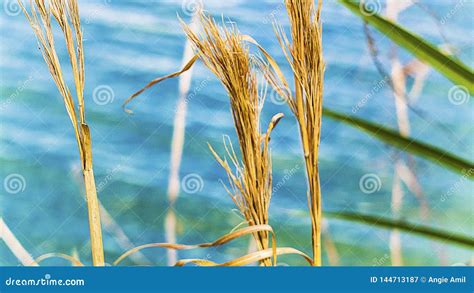 Ervas Daninhas Secas Em Um Campo Um Lago No Fundo Imagem De Stock