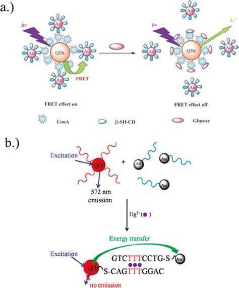 A Chemical Structure Of The Qds Cona β Cds Aunps Fret Biosensor The