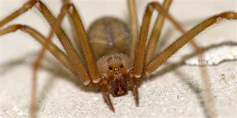 Encuentran nueva especie de araña violinista en México | Despertar México