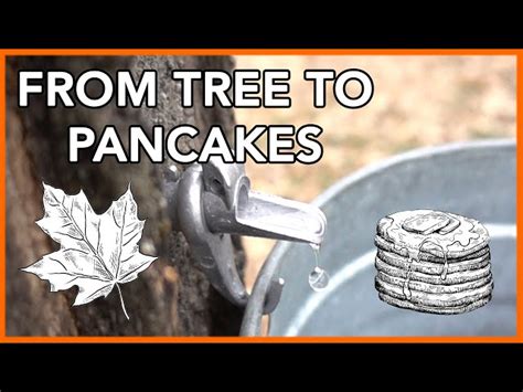 Making Maple Syrup At Home A Step By Step Guide Schooltube