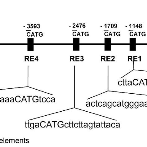 Schematic Representation Of The Region Upstream Of The Del Gene