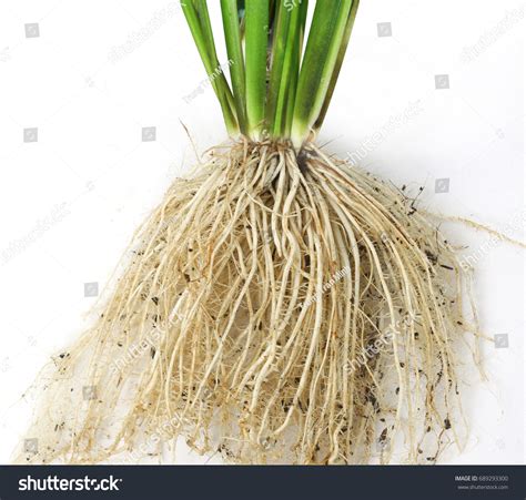 7,478 Rice roots Stock Photos, Images & Photography | Shutterstock