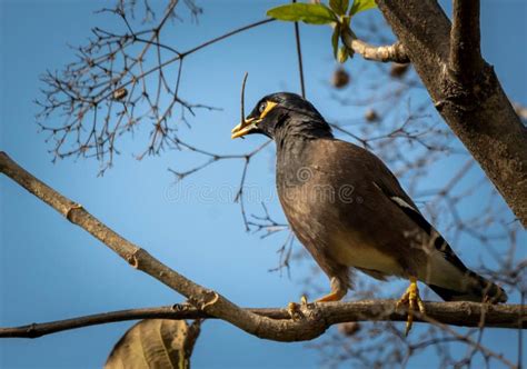 The Common Myna Acridotheres Tristis Is A Large Omnivorous Brown And