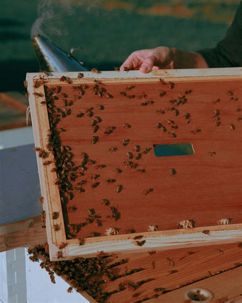 How Texas Beeworkss Erika Thompson Became The Queen Bee Of Pastoral