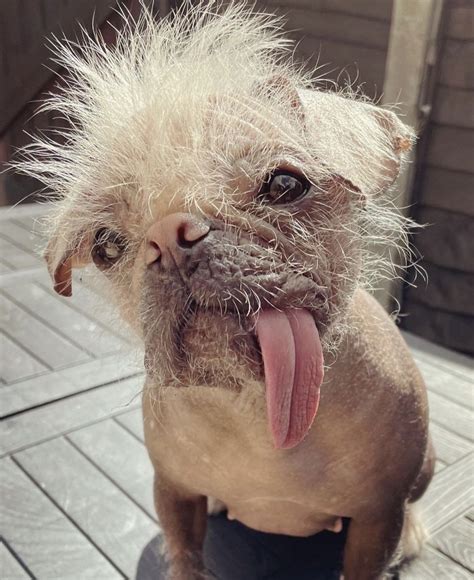 Britains Ugliest Dog Peggy The Pugese Is The Winner Bbc Newsround