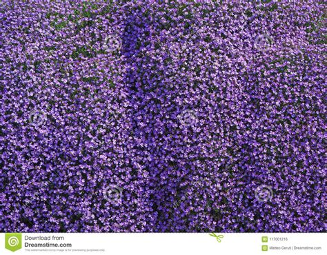 Aubrieta Or Aubretia Flowers In Full Bloom On A Sunny Spring Day Stock