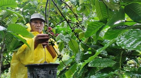 Tradisi Wiwit Kopi Jelang Panen Kearifan Lokal Desa Colo Kudus