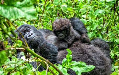 How To Go Gorilla Trekking In Rwanda Secret Africa