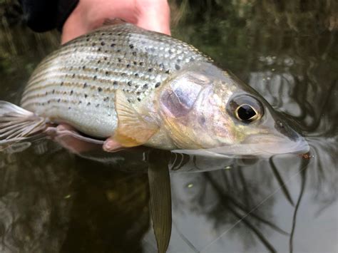 Chalkstream Fly Fishing The River Nadder In 2023 Aardvark Mcleod