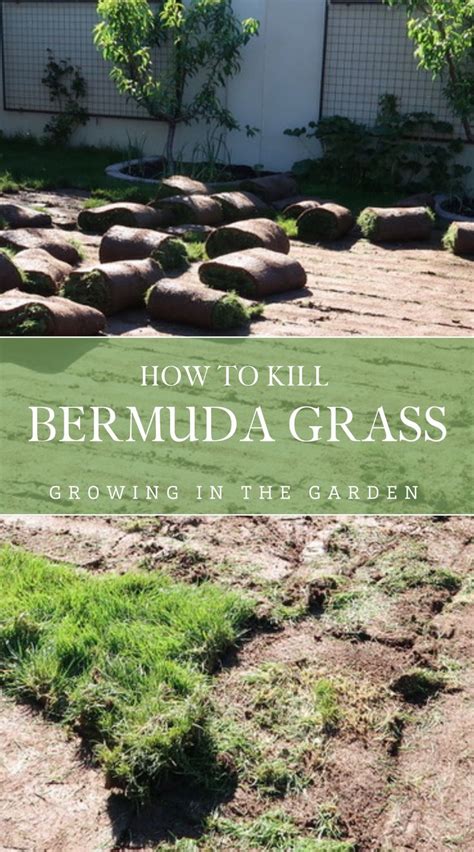 How To Kill Bermuda Grass Without Chemicals Before Planting A Garden