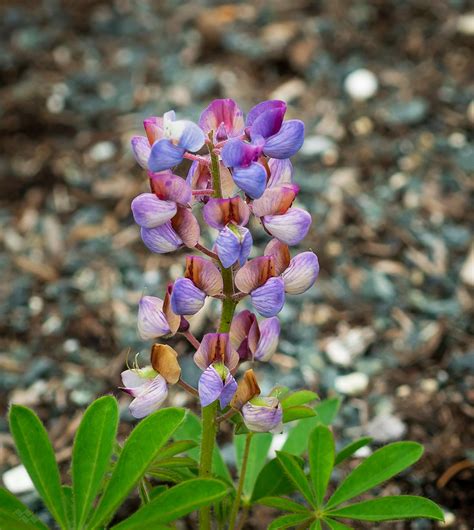 Lupinus Perennis Native Gardens Of Blue Hill