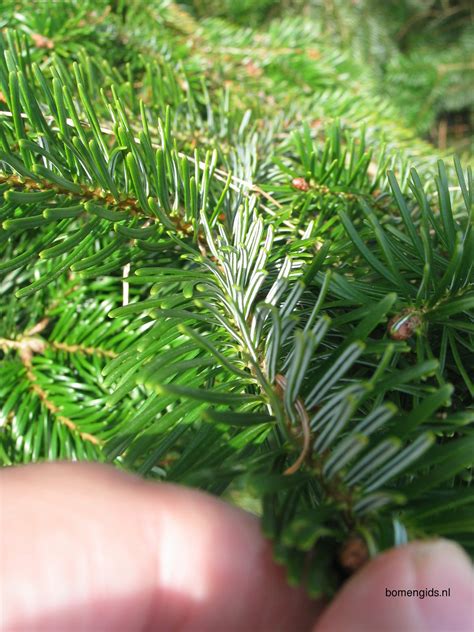 Herken De Boomsoort Nl Nordmannspar Latin Abies Nordmanniana Uk