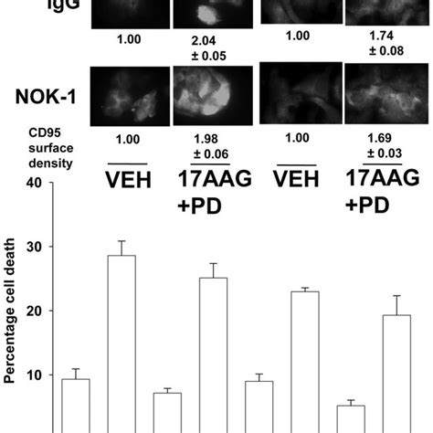 Mek1 2 Inhibitor And 17aag Toxicity In Gi Cancer Cells Is Mediated By Download Scientific