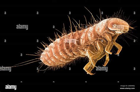 Beetle Larva Coloured Scanning Electron Micrograph Sem Of A Beetle