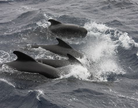 Long Finned Pilot Whale Globicephala Melas Grindhvalur Nat