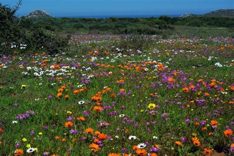 A natural wonder of Wild Flowers - PentaxForums.com